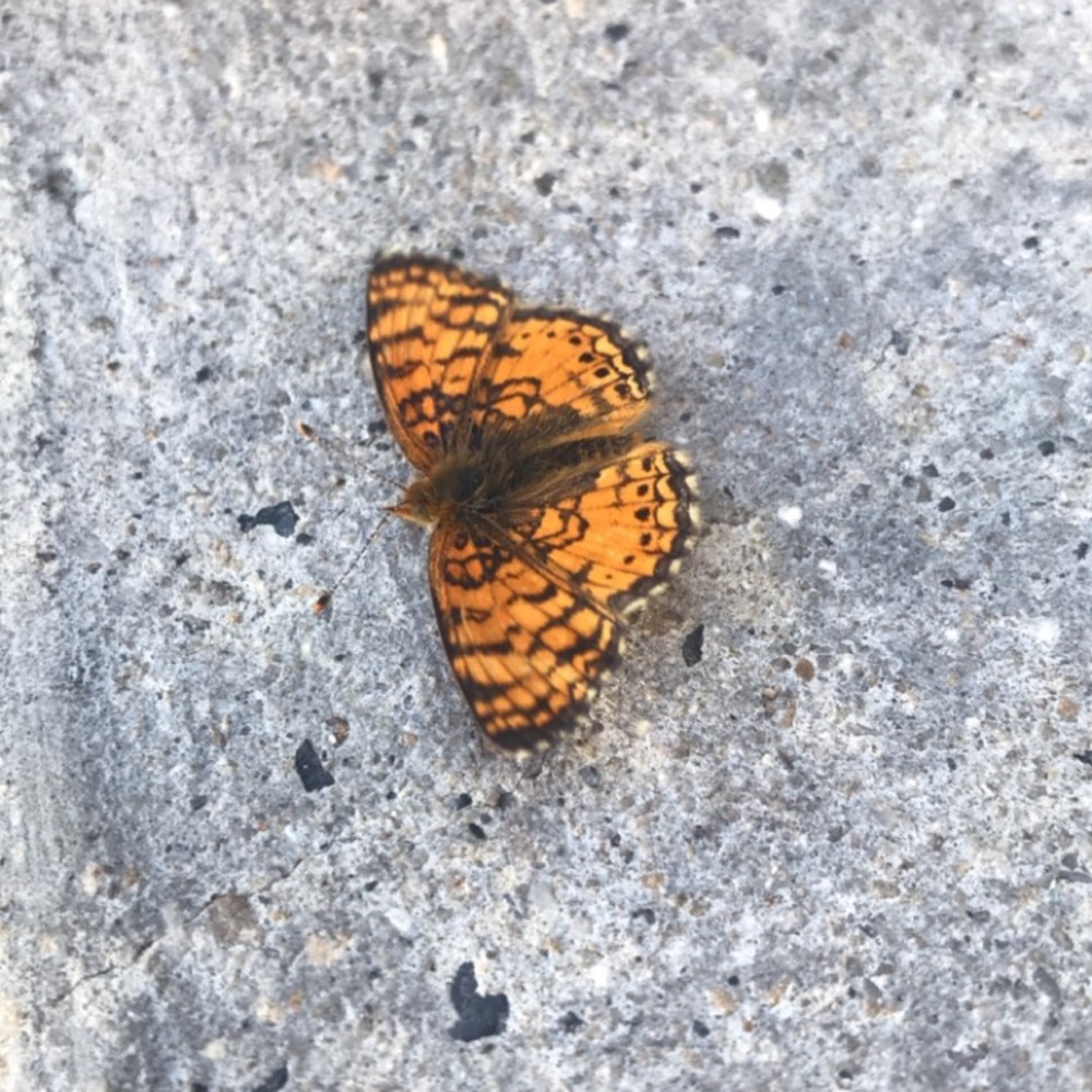 Meet your Posher, Izzy